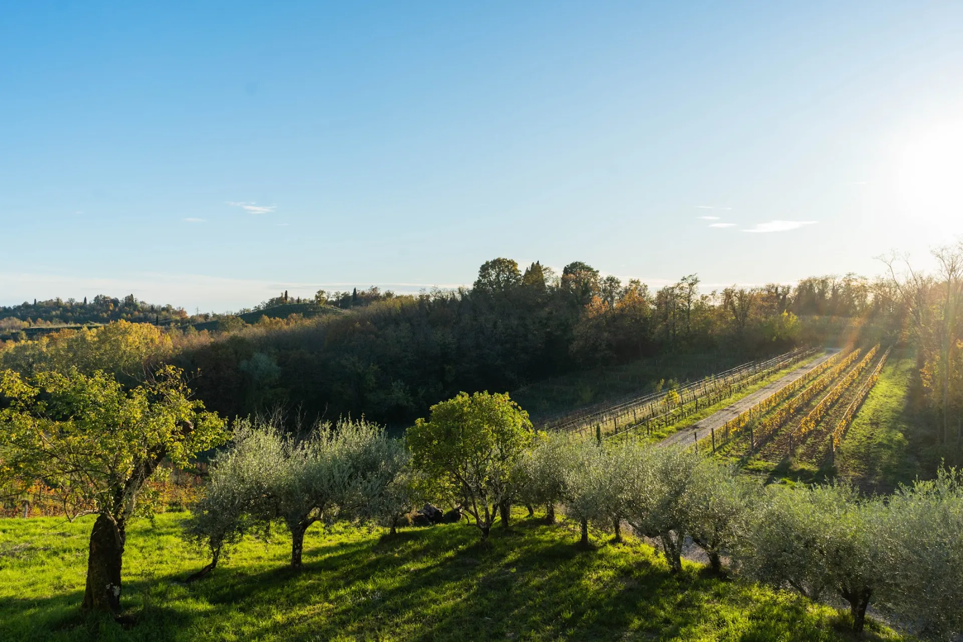 Hilly panorama of Villa Ottelio's estate vineyards and olive groves at sunset